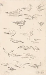 Studies van meeuwen